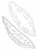 juicy bitter gourd coloring pages