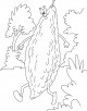 Bitter Gourd Coloring page