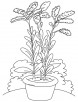 Blooming goldenrod coloring page