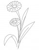 Cornflower Coloring Page
