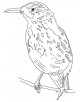  Brown Thrasher Coloring Page