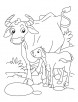 Buffalo with a calf coloring pages