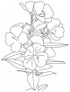 Bunch of buttercup coloring page