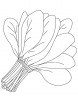Bunch of spinach leaves coloring page