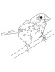 Bunting bird coloring sheet