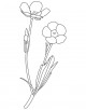 Buttercup Coloring Page