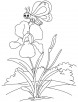 Butterfly at iris coloring page