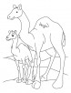 Camel and Baby Camel coloring page