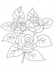 Camellia picture coloring page