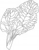 Chard Coloring Page