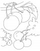 Cherry Coloring Page