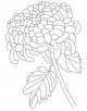 Chrysanthemum Coloring Page