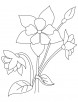 Columbine perennial coloring page