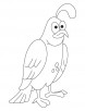 Common quail coloring page