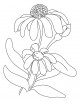 Coneflower Coloring Page