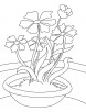 Cosmos plant coloring page