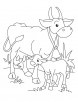 Cow and Calf coloring page