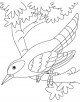 Cuckoo Coloring Page