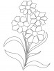 Dianthus flower coloring page