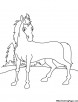 Domesticate horse coloring page