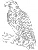 Eagle a powerful bird coloring page