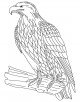 Eagle Coloring Page