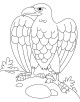 Eagle Coloring Page Eagle Coloring Page