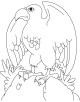 Eagle Coloring Page Eagle Coloring Page