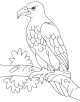 Eagle Coloring Page Eagle Coloring Page