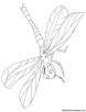 Flying damselfly coloring page