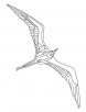 Flying seabird coloring page