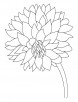 Garden flower dahlia coloring page