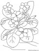 Garden primrose coloring page