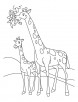Giraffe and Calf coloring page