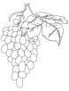 Red grapes coloring pages