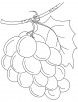 Fresh green grapes coloring pages