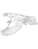 Great tailed grackle coloring page
