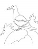 Gull Coloring Page