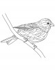 Grosbeak Bird Coloring Page