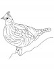 Grouse Bird Coloring Page