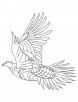 Heavy feathered grouse coloring page