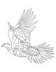 Grouse Bird Coloring Page