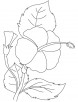 Hibiscus brilliant coloring page