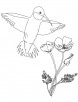 Hummingbird with flower coloring pages
