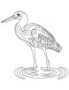 hungry heron coloring page