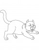 Cats Coloring Page