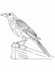 Large common grackle coloring page