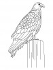 Largest golden eagle coloring page