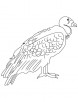 Largest flying land bird coloring page