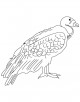 Condor Bird Coloring Page